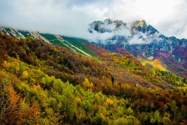 Feuillage Automne Sur Sentier Des Grands Arbres Dans Les Pré — Photo