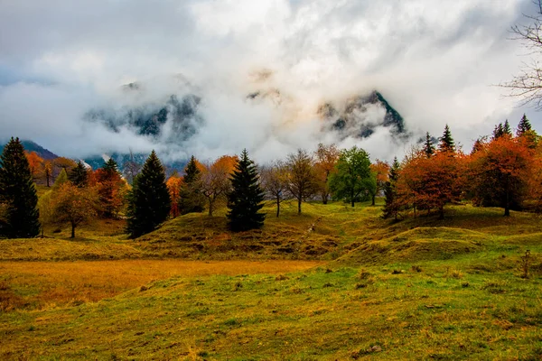 Follaje Otoñal Camino Los Grandes Árboles Los Pre Alpes Venecianos — Foto de Stock