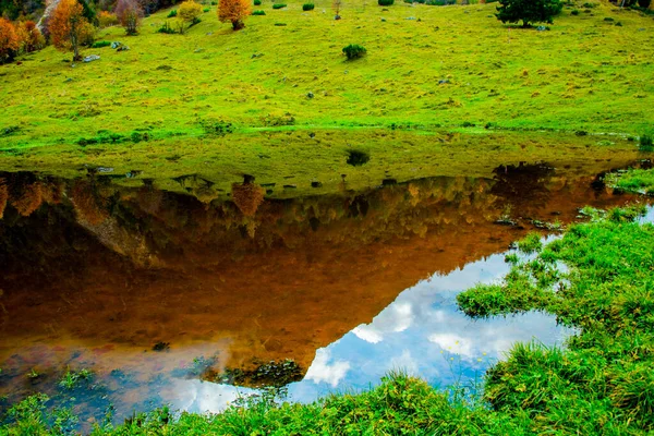 Herfst Gebladerte Het Pad Van Grote Bomen Venetiaanse Pre Alpen — Stockfoto