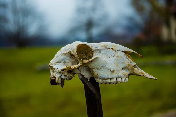 Cráneo Animal Sendero Los Árboles Grandes Recoaro Vicenza Italia —  Fotos de Stock