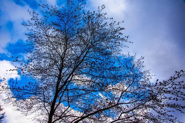 Baum Ragt Aus Dem Blauen Himmel Auf Den Spuren Der — Stockfoto