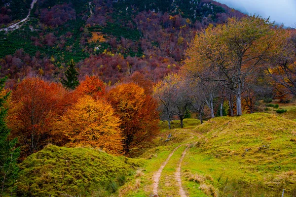 Follaje Otoñal Camino Los Grandes Árboles Los Pre Alpes Venecianos — Foto de Stock