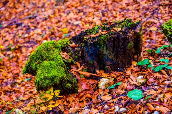 Pequeno Tronco Preto Cortado Com Musgo Verde Uma Cama Folhagem — Fotografia de Stock