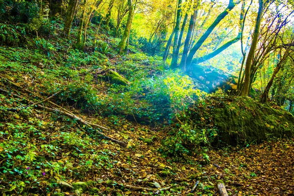 rays of light penetrate the autumn undergrowth in the path in the Valle dei Mulini in Lusiana, Vicenza, Italy