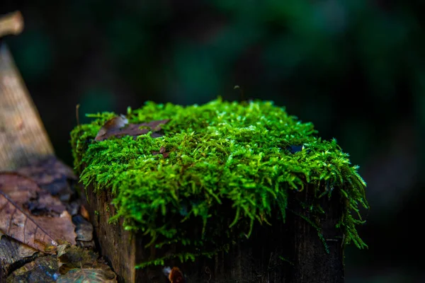 Närbild Grön Mossa Med Höstlöv Undervegetationen Valle Dei Mulini Lusiana — Stockfoto