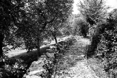 Covolo, Lusiana, Vicenza, İtalya 'ya uzanan sonbahar ağaçlarının olduğu antik kaldırım taşı caddesi.