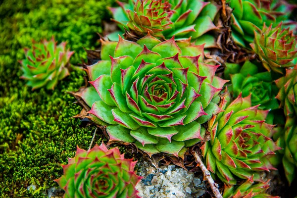 Lusiana, Vicenza, İtalya civarındaki tepelerde Sempervivum kalcareum ya da Limestone Houseleek 'e yakın.