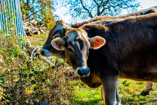 Retrato Vaca Gris Monte Corno Lusiana Vicenza Italia — Foto de Stock