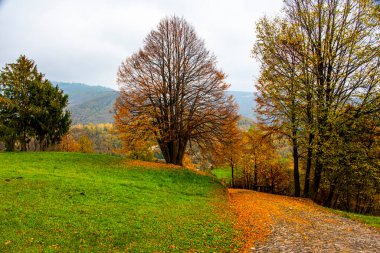 Lugo, Vicenza, İtalya 'da sonbaharda sarı ve turuncu yapraklarla kaplı kır yolu
