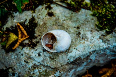 Yolun kenarında terk edilmiş beyaz salyangoz kabuğu.