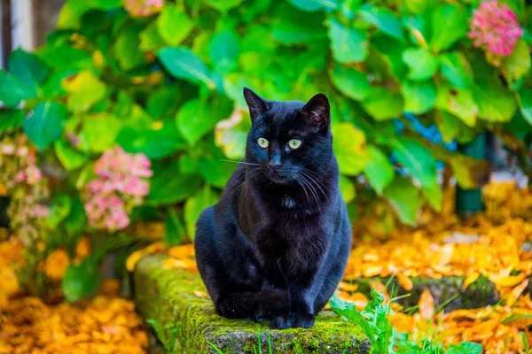 Portrait Chat Noir Dans Jardin Une Maison Lugo Vicence Italie — Photo