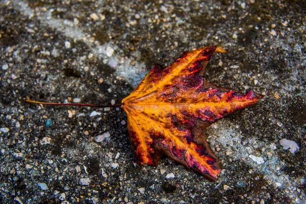 Jaune Rouge Sont Les Couleurs Une Feuille Automne Solitaire Dessus — Photo