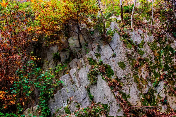 Cantera Riolita Monte Cinto Cinto Euganeo Padua Italia — Foto de Stock