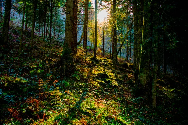 Rayons Soleil Filtrent Travers Les Branches Des Bois Pins Avec — Photo