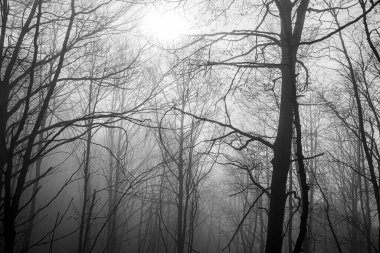 İtalya 'da Recoaro, Vicenza' da sonbahar yaprakları arasında çıplak orman