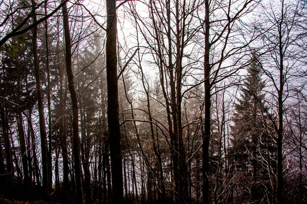 Kahler Wald Mit Herbstblättern Nebel Recoaro Vicenza Italien — Stockfoto