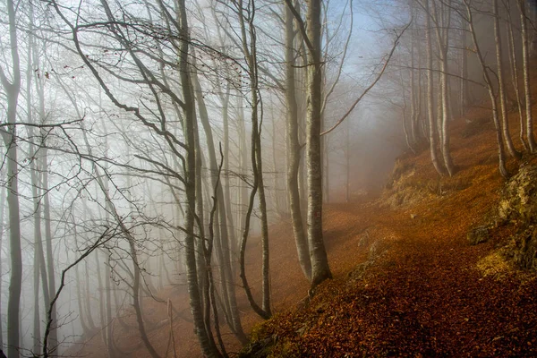 İtalya 'da Recoaro, Vicenza' da sonbahar yaprakları arasında çıplak orman
