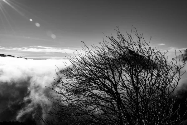 意大利维琴察罗市Bertagnoli庇护所周围的小径上 由背景有雾和高山峰的光秃秃枝干组成的特写镜头 — 图库照片