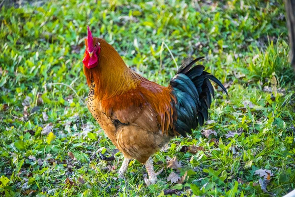 Portrait Colorful Hen Farmyard Vicenza Italy — Stock Photo, Image