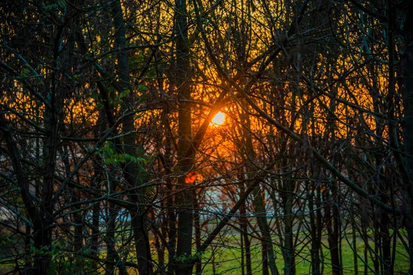 Dichter Wald Gegenlicht Bei Sonnenuntergang Vicenza Italien — Stockfoto