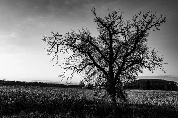 Podsvícení Spletitého Stromu Bez Listí Při Západu Slunce Mezi Zemědělskými — Stock fotografie