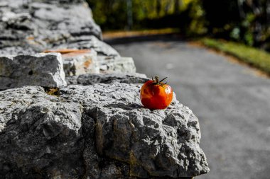 Covolo di Lugo, Vicenza, İtalya 'da antik bir taş duvarın üzerinde güneşte olgunlaşan güzel bir portakal ağacı.