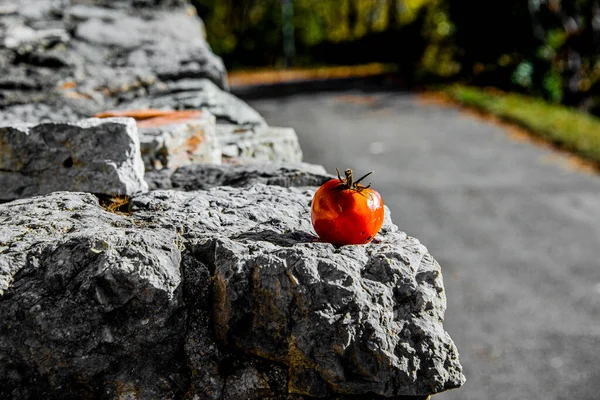 Krásný Pomerančový Persimmon Zraje Slunci Nad Starobylou Kamennou Zdí Covolo — Stock fotografie