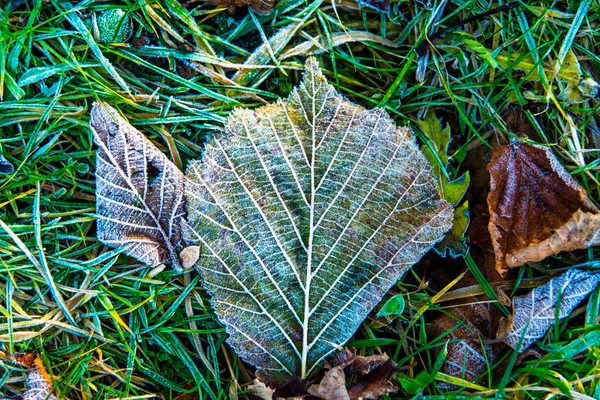 Blatt Mit Den Farben Des Herbstes Gefroren Durch Den Morgenfrost — Stockfoto