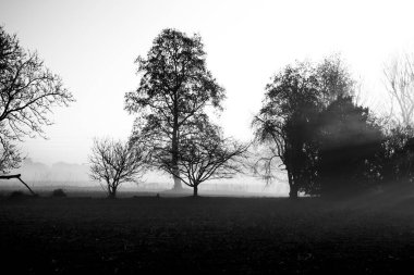 Sabahın erken saatlerinde ekili tarlalar arasında güneşin ışınlarıyla ağaçların arasındaki sis, İtalya, Vicenza