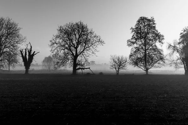 Der Nebel Zwischen Den Bäumen Mit Den Sonnenstrahlen Zwischen Den — Stockfoto