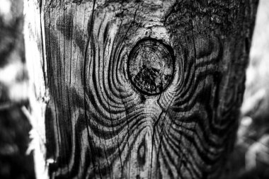 Damarları yükselmiş yaşlı bir ağacın gövdesine bir düğüm atın.