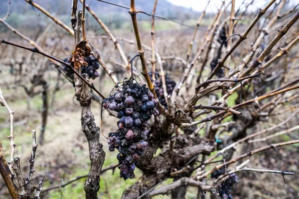 Bunch Grapes Abandoned Vineyards Degraded Time Villaga Vicenza Italy — Stock Photo, Image