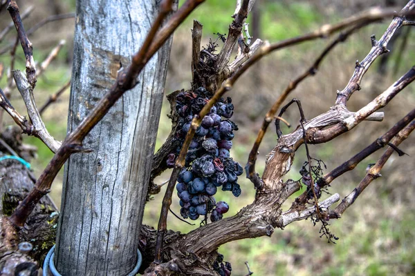 Bunch Grapes Abandoned Vineyards Degraded Time Villaga Vicenza Italy — Stock Photo, Image