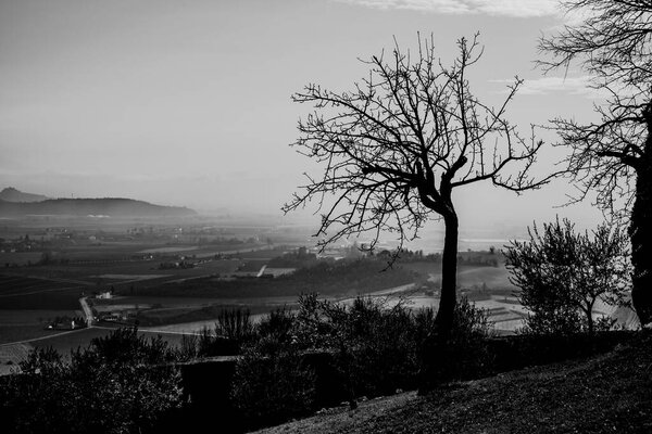 silhouette of a tree in black and white on the hills with the plain in the background and the rising fog in Villaga, Vicenza, Italy