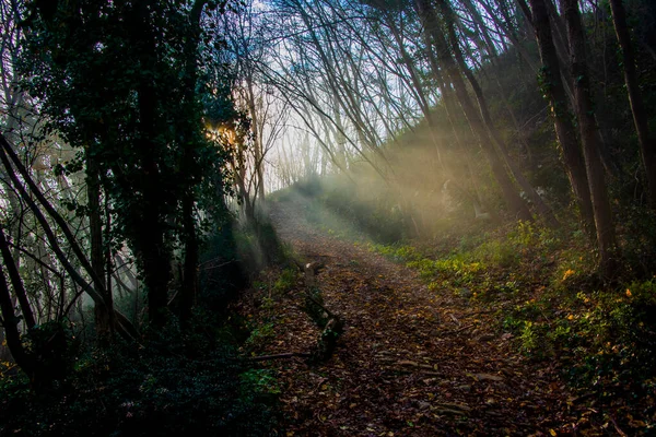 Napsugarak Hatolnak Ködös Erdőbe Sárga Őszi Levelekkel Villagában Vicenzában Olaszországban — Stock Fotó