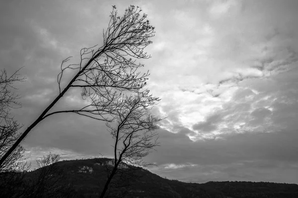 하늘과 대조를 이루는 가지들의 — 스톡 사진
