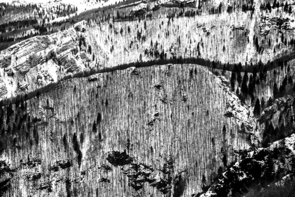 bare trees cover the snow-capped mountains creating unique geometries in the Venetian Alps in Tonezza, Vicenza, Italy