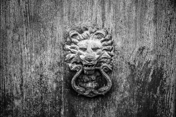 brass door knocker in the shape of a lion on old wooden door