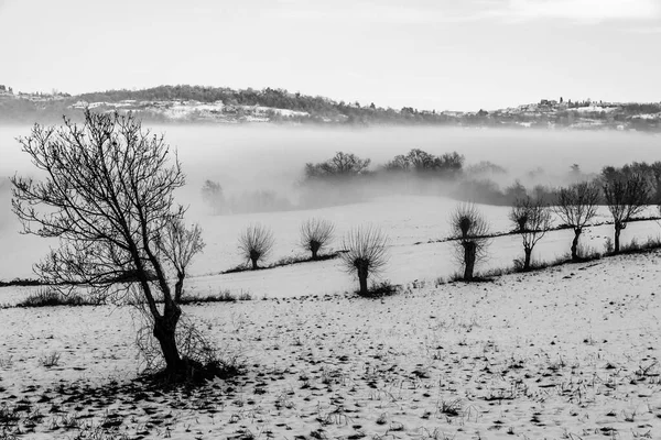 Alberi Tra Prati Innevati Delle Colline Vicenza — Foto Stock