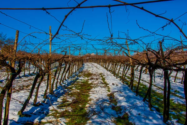 Rows Vines Winter Snow Blue Sky Vicenza Italy — Stock Photo, Image
