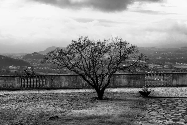 意大利维琴察的树近旁 — 图库照片