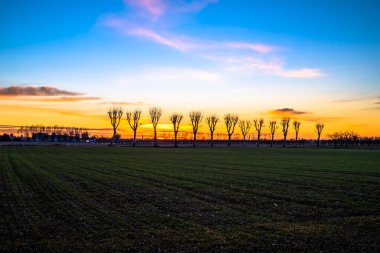 Breganze, Vicenza, İtalya 'da yapraksız bir sıra ağaçla gün doğumu