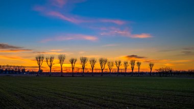 Breganze, Vicenza, İtalya 'da yapraksız bir sıra ağaçla gün doğumu