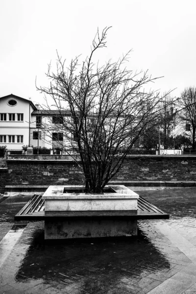 Дерево Листьев Квадратной Каменной Вазе Виченце Италия — стоковое фото