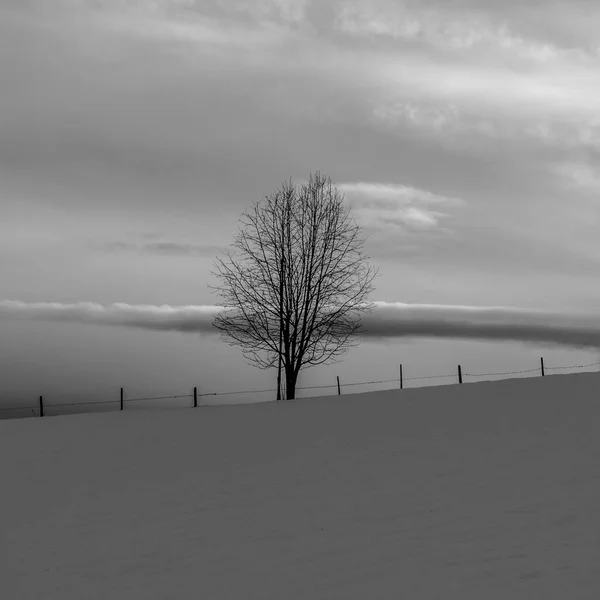 Asiago Vicenza Talya Daki Karlı Tepenin Üstünde Yapayalnız Bir Ağaç — Stok fotoğraf