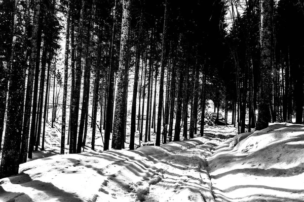 Ciel Parmi Les Arbres Une Forêt Enneigée Asiago Italie — Photo