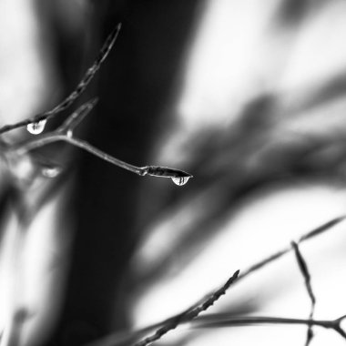 Ağaç dalına su damlası