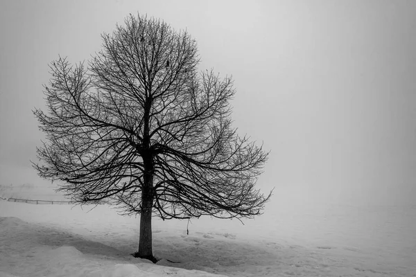Πορτρέτο Του Δέντρου Χειμώνα Που Περιβάλλεται Από Ομίχλη Του Φεβρουαρίου — Φωτογραφία Αρχείου