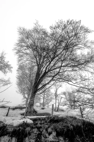 Retrato Árbol Invierno Envuelto Por Niebla Nieve Los Alpes Recoaro — Foto de Stock