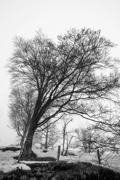 Portrait Arbre Hiver Enveloppé Par Brouillard Neige Février Dans Les — Photo